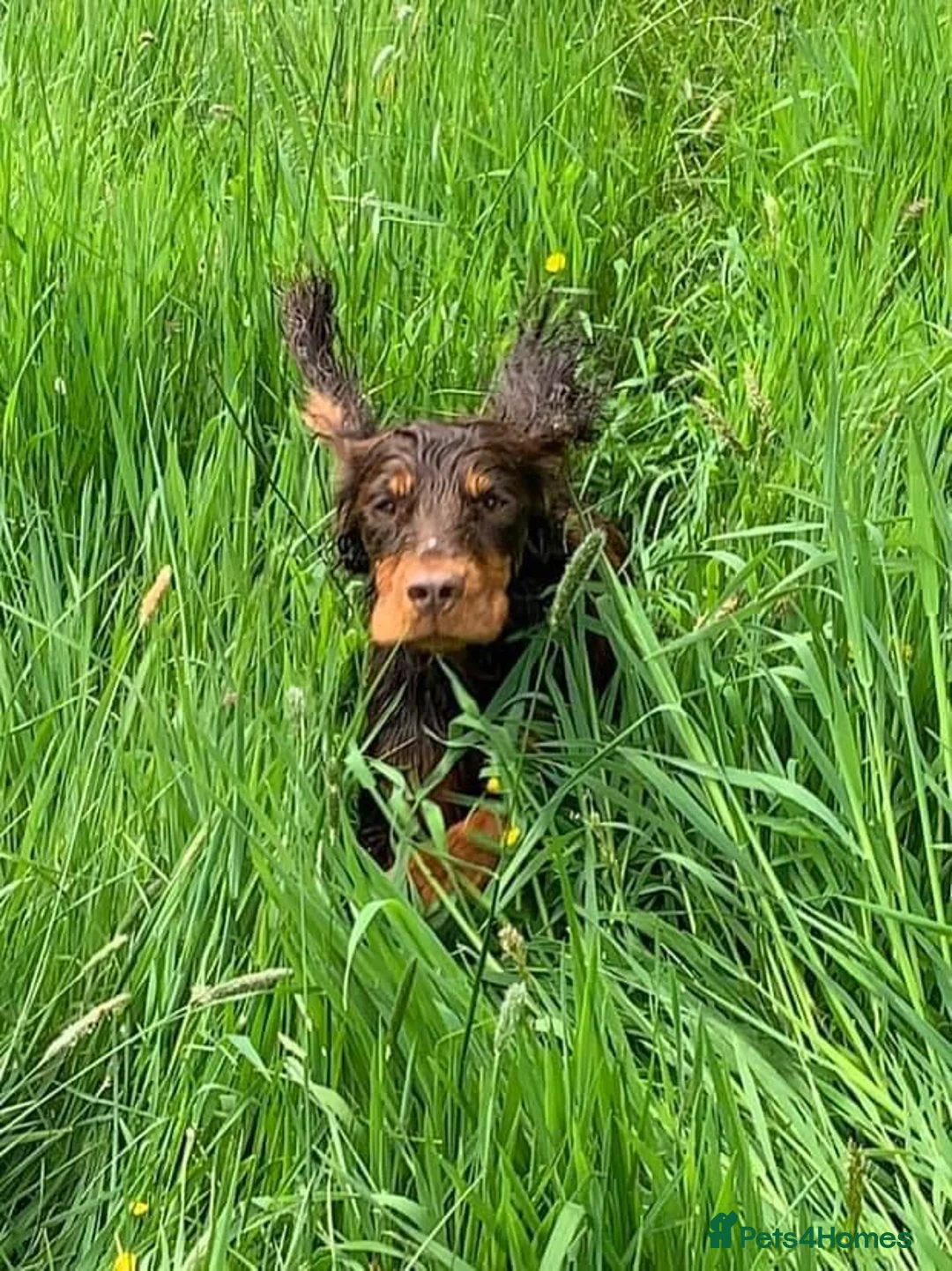 Cocker Spaniel dogs for stud: Proven Stud - Working Cocker Spaniel in Middlewich - Advert 16