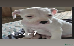 American Bulldog dogs for sale: American bulldog pups - Image 10