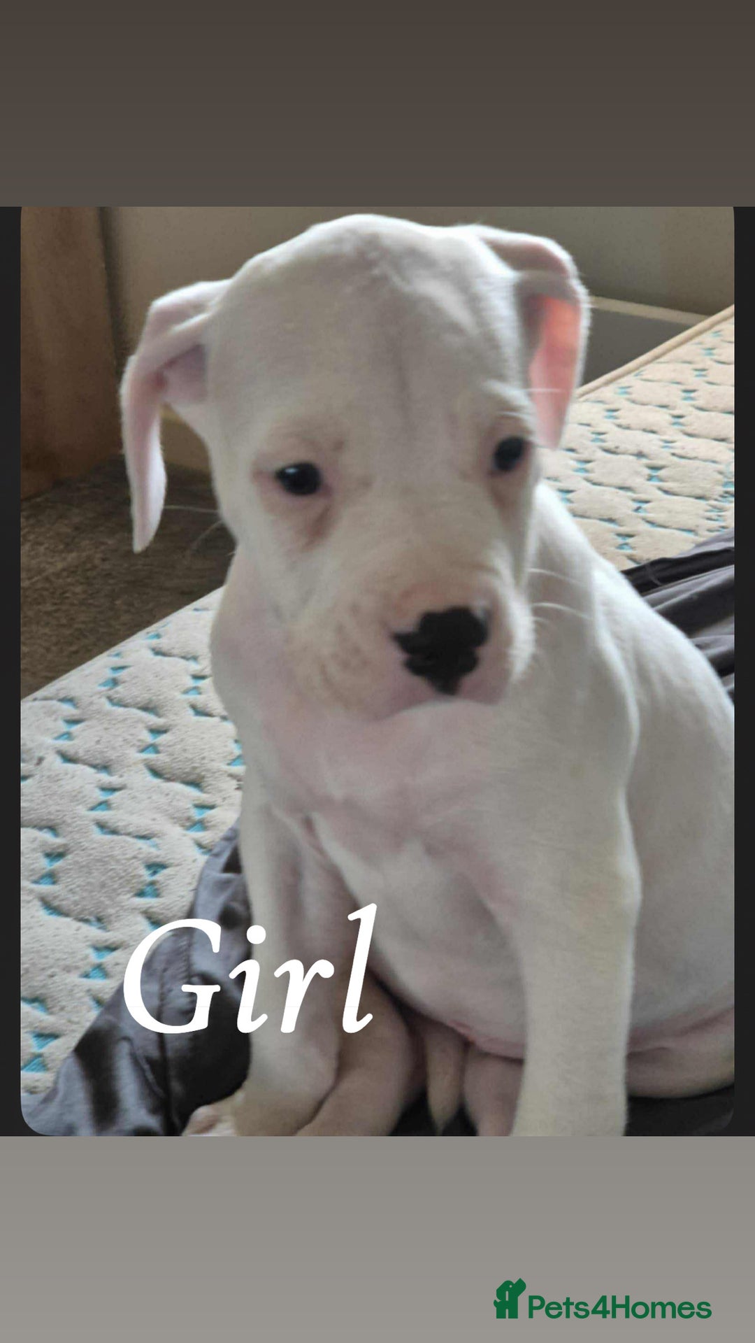 American Bulldog dogs for sale: American bulldog pups - Image 10