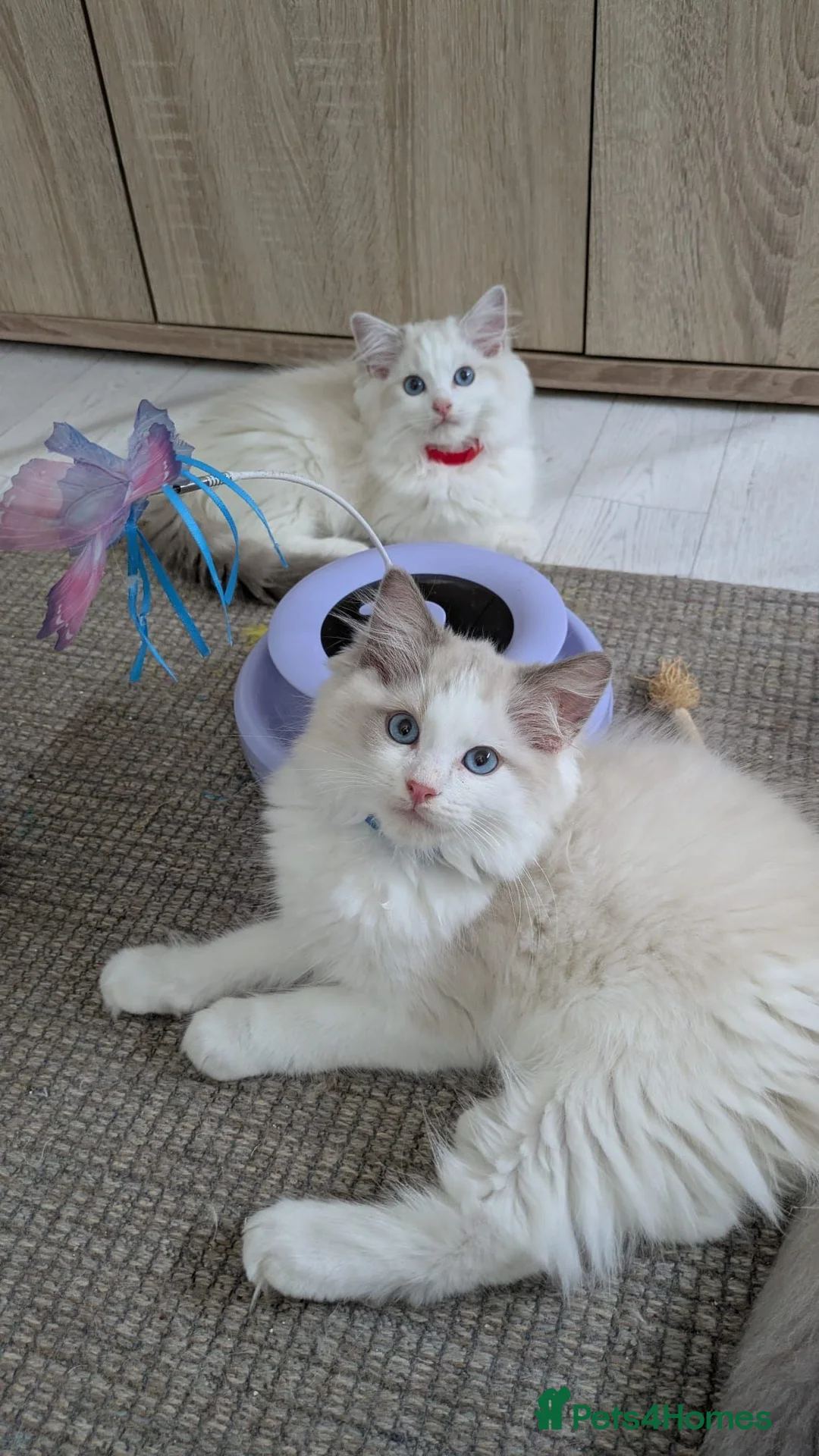 Ragdoll cats for sale: TICA Ragdoll Kittens – Bicolour & Lynx - Advert 1