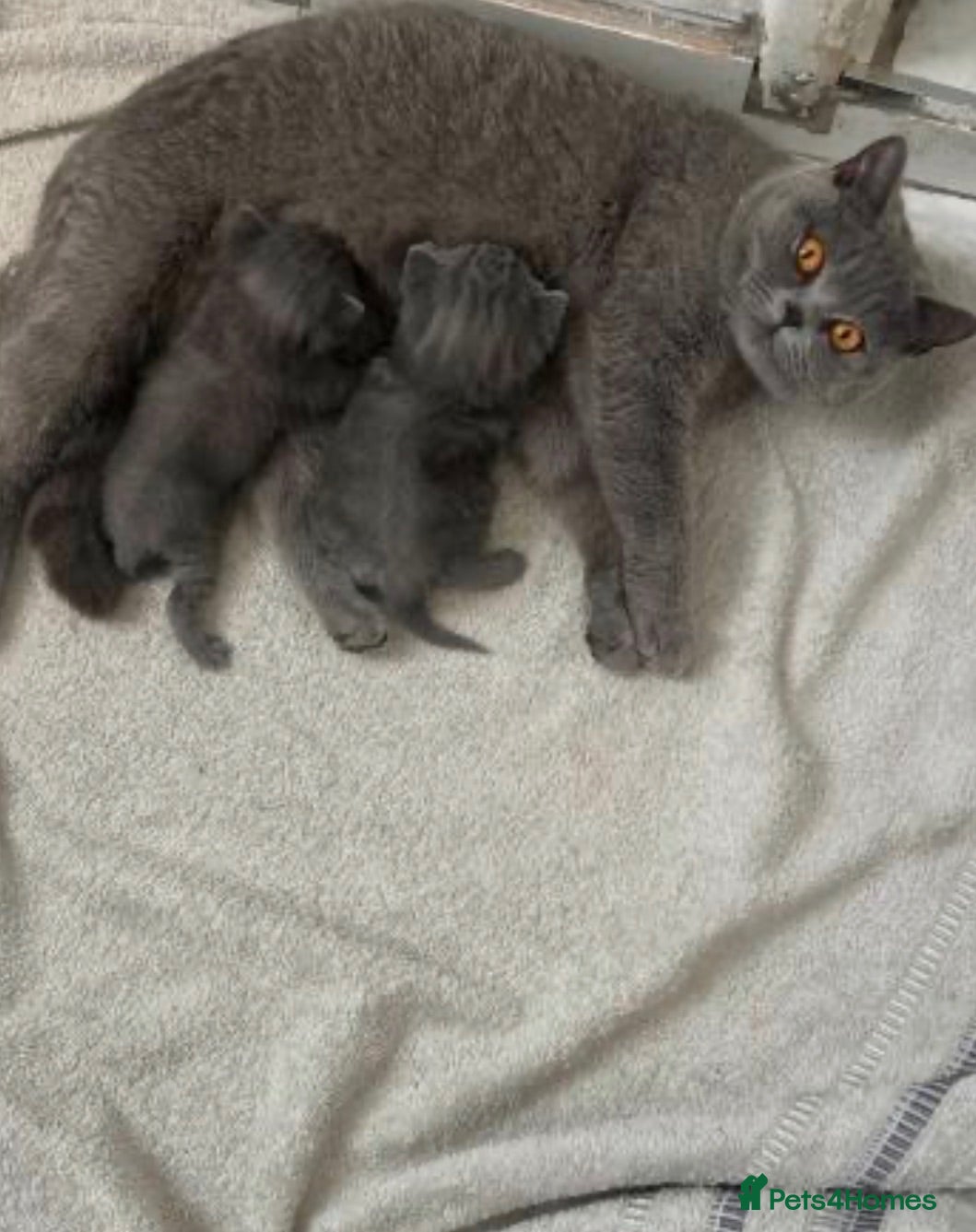 British Shorthair cats British shorthair beautiful kittens  - Advert 1