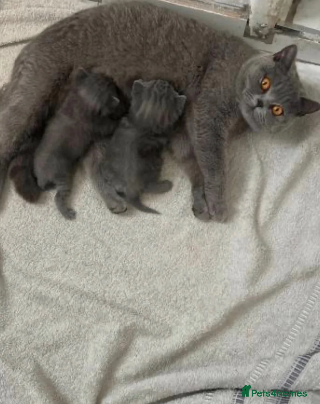 British Shorthair cats for sale: British shorthair beautiful kittens  - Advert 1