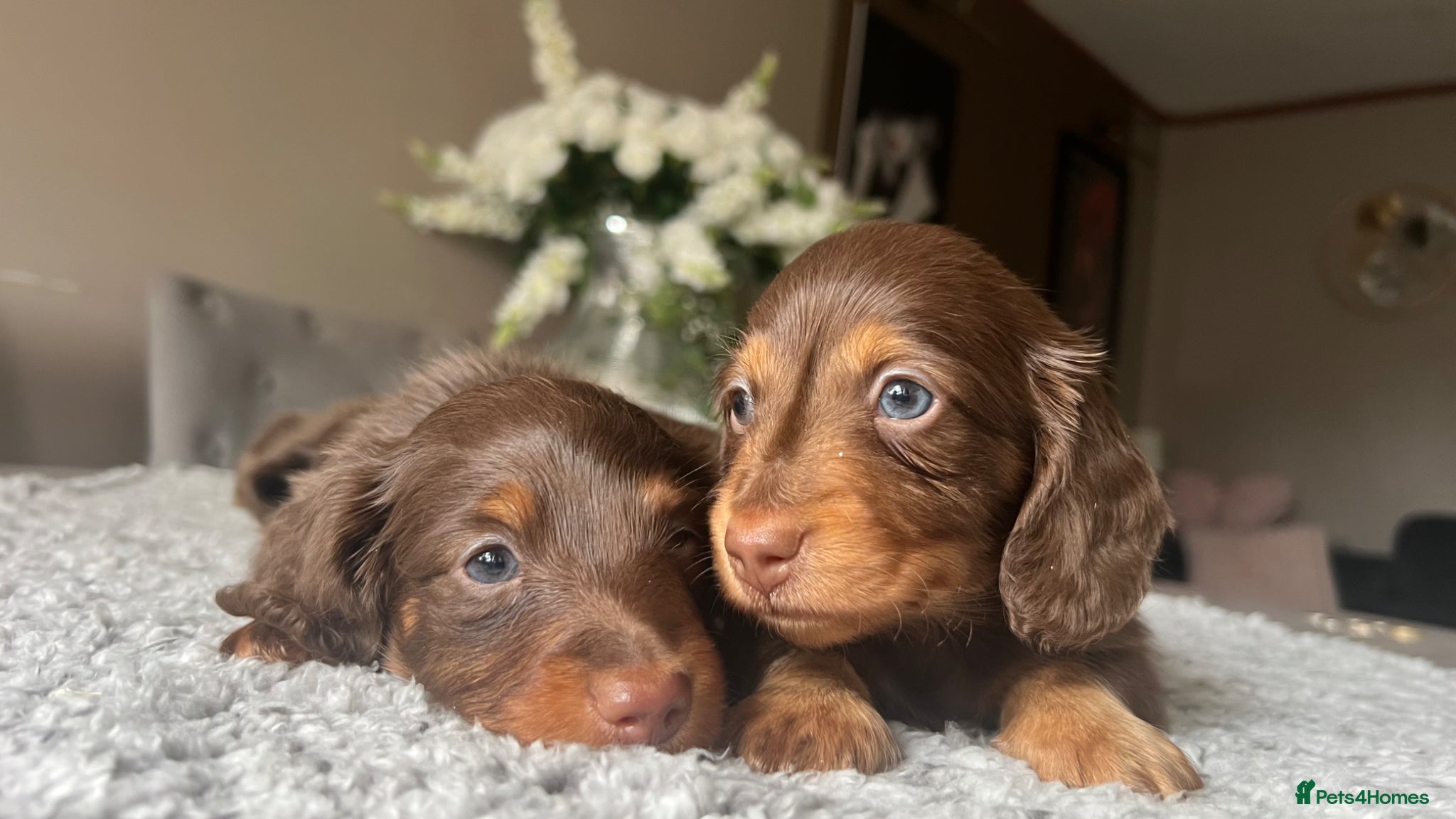 Miniature Dachshund dogs 🐾 Stunning Chocolate Cream Mini Longhair Boys ✨🐶 - Advert 8