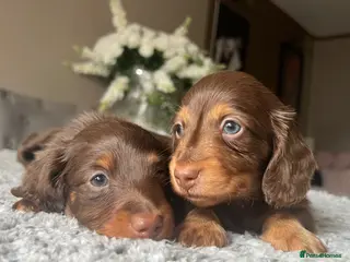 Miniature Dachshund dogs 🐾 Stunning Chocolate Cream Mini Longhair Boys ✨🐶 - Advert 8