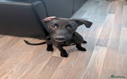 Mixed Breed dogs for sale: Lurcher Cross - Image 7