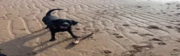 Labrador Retriever dogs for stud: Proven Stud Labrador Retriever - KC Registered - Advert 6