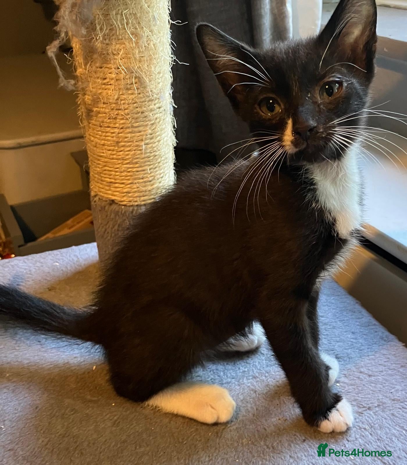 Mixed Breed cats Beautiful black and white brothers  - Advert 13