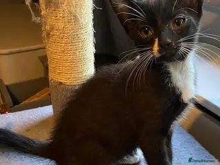 Mixed Breed cats Beautiful black and white brothers - Advert 2
