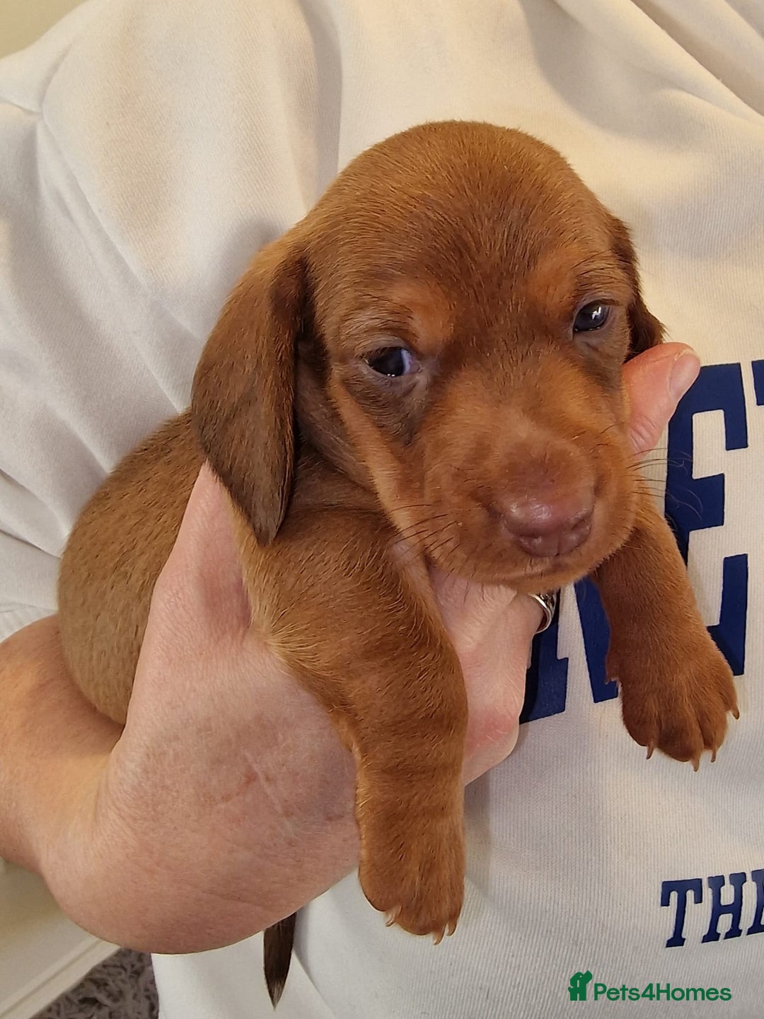 Miniature Dachshund dogs for sale: Beautiful  miniature  dachshund puppies for sale - Advert 3