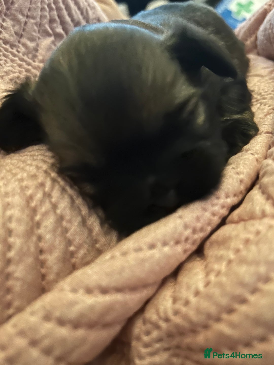 Shih Tzu dogs for sale: Price reduced too £550 One dark brown male shihtzu - Advert 6