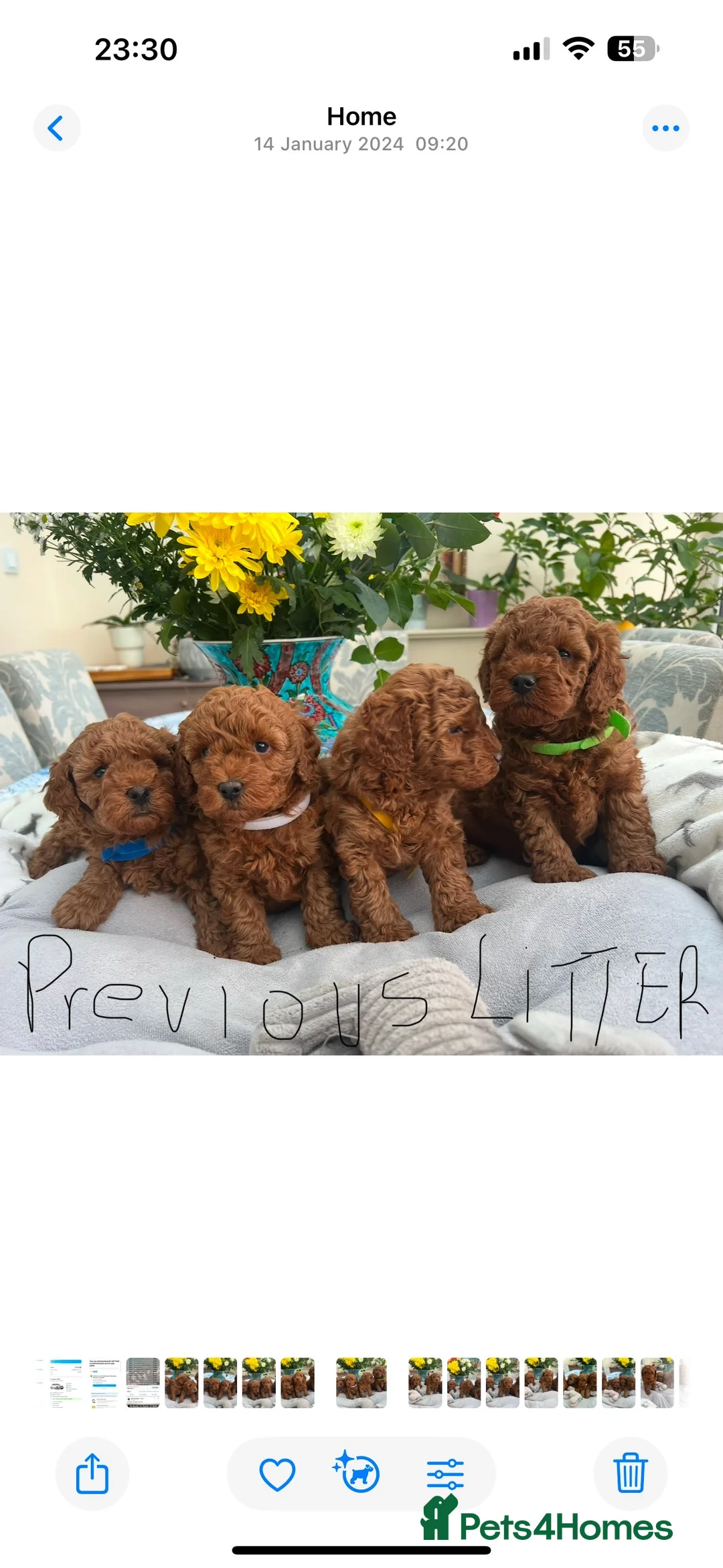 Toy Poodle dogs for sale: KC Reg RED Toy Poodle , 10 CHAMPIONS in blood line in Hatfield - Advert 2