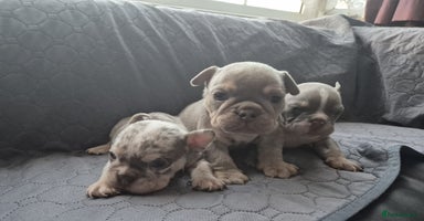 English Bulldog dogs - Advert 5