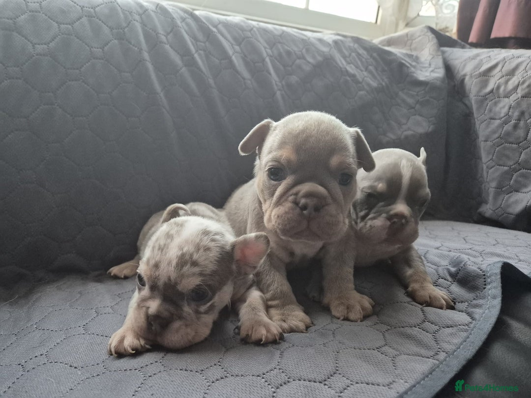 English Bulldog dogs for sale: Beautiful English Bull Dogs KC reg - Image 2