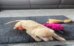 Golden Retriever dogs for sale: Beautiful Golden Retriever puppies - Image 14