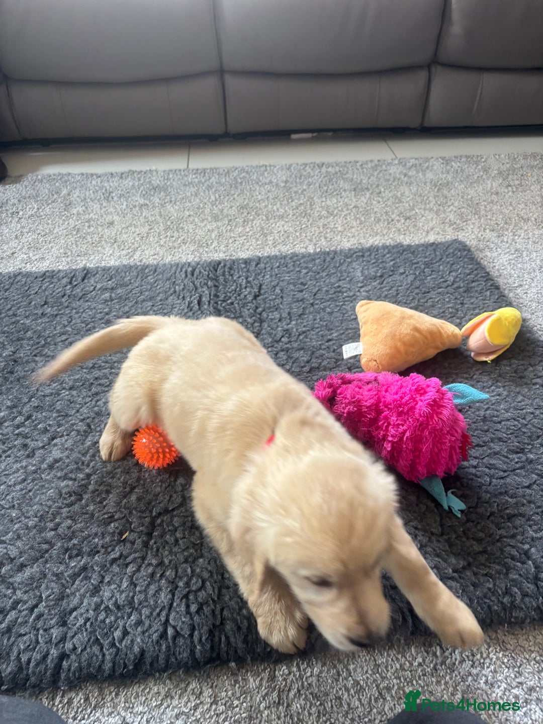 Golden Retriever dogs for sale: Beautiful Golden Retriever puppies - Image 14