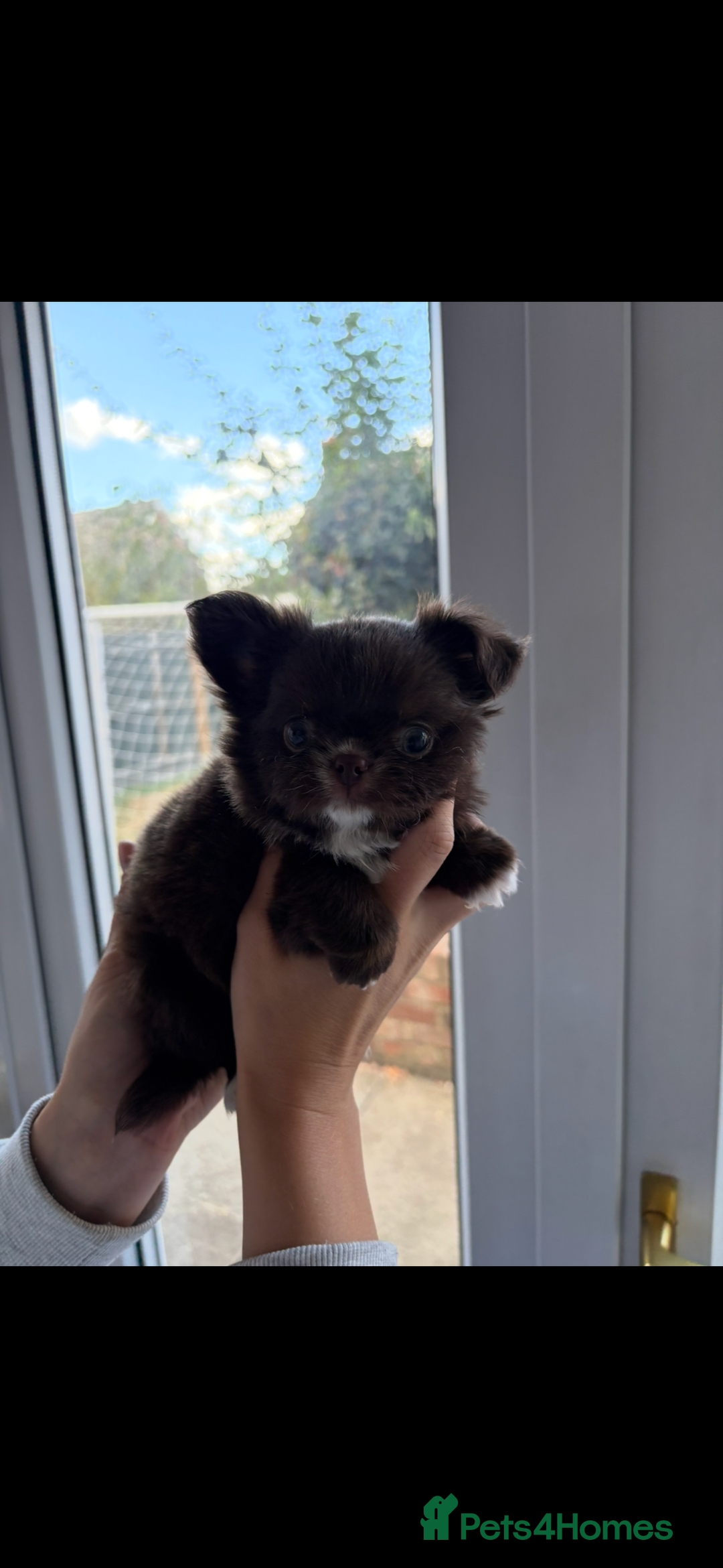Chihuahua dogs for sale: Russian long hair Chihuahuas - Image 6