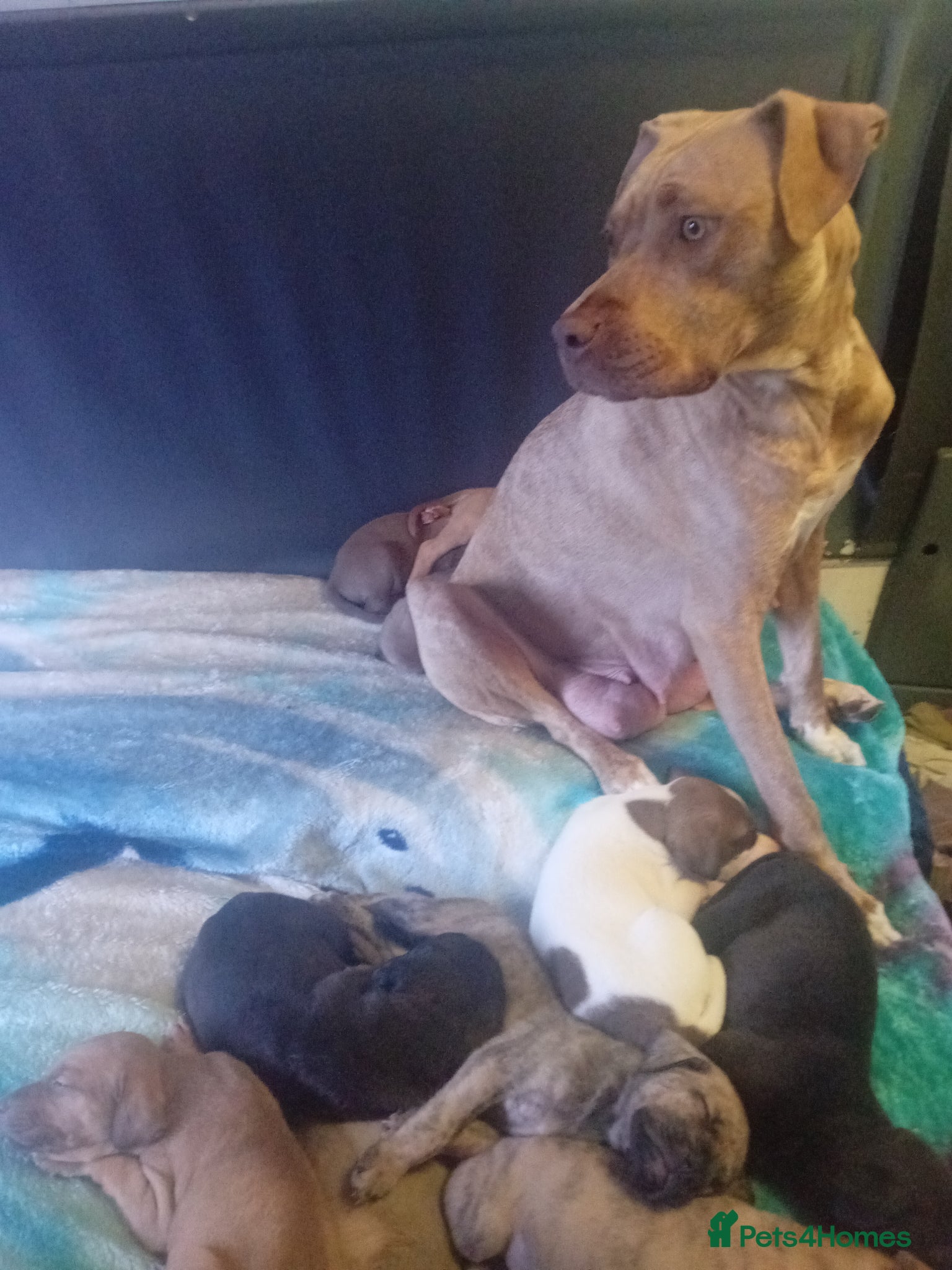 Mixed Breed dogs for sale: Cross breed American bulldog staff x trasylvizla - Advert 1