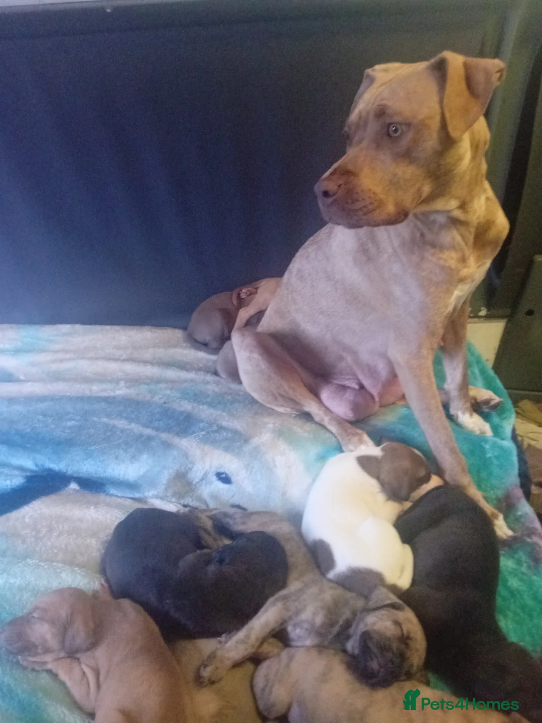 Mixed Breed dogs for sale: Cross breed American bulldog staff x trasylvizla - Advert 1