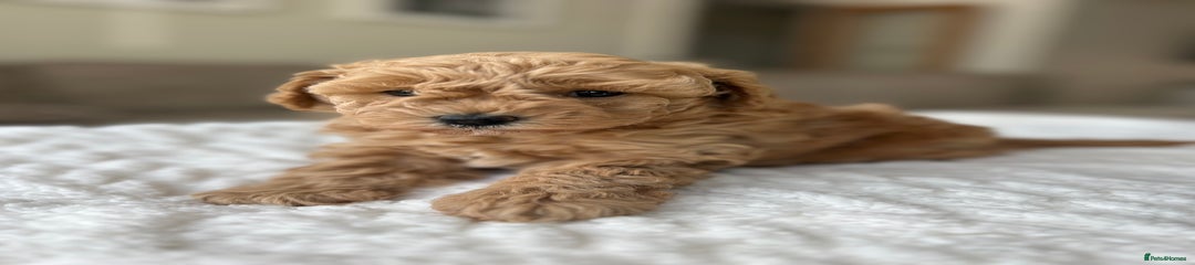 Biscuit