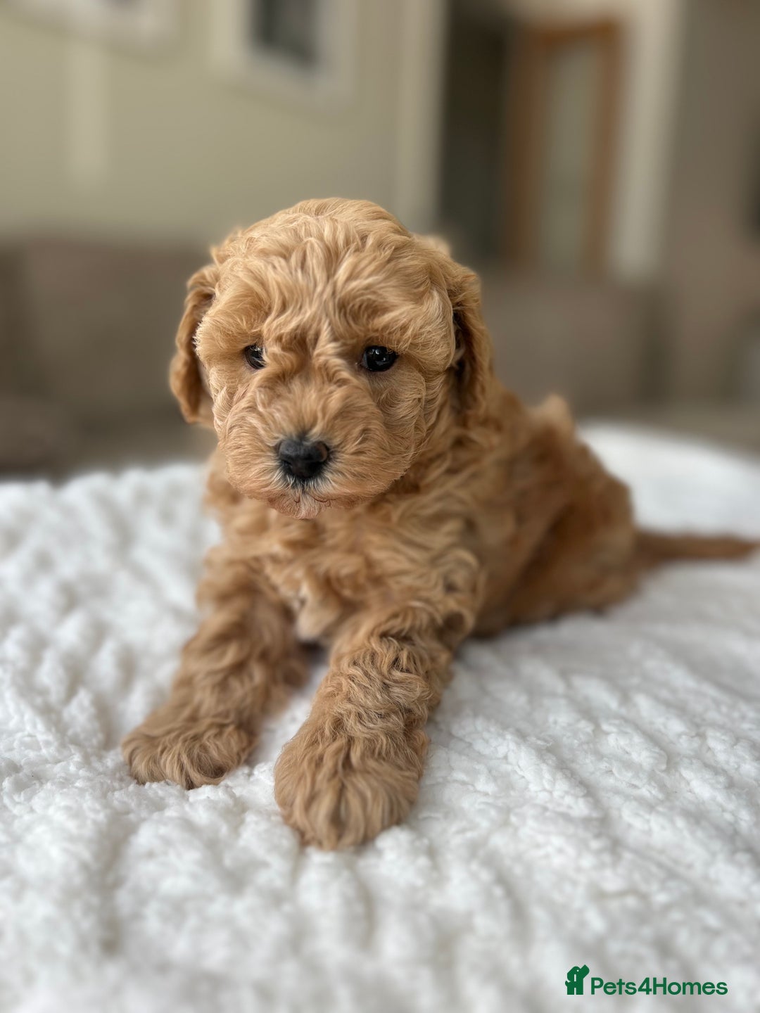 Cavapoochon dogs for sale: 5* Gorgeous F1b Cavapoochons - Image 8