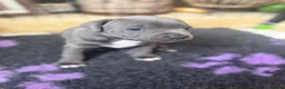 Staffordshire Bull Terrier dogs for sale: KC Registered Blue Staffordshire Bull terrier Pups - Advert 15