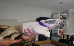 French Bulldog dogs for sale: Beautiful French Bulldog Puppies 2xF - fluffy, 1xM - Advert 5