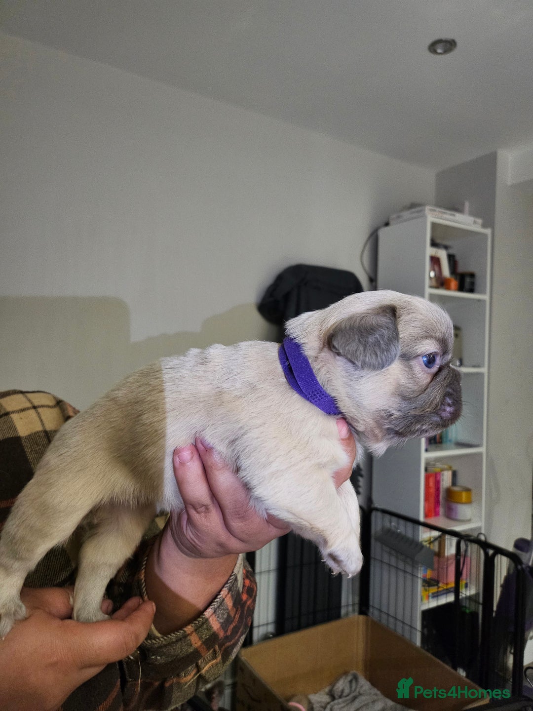 French Bulldog dogs for sale: Beautiful French Bulldog Puppies 2xF - fluffy, 1xM - Advert 5