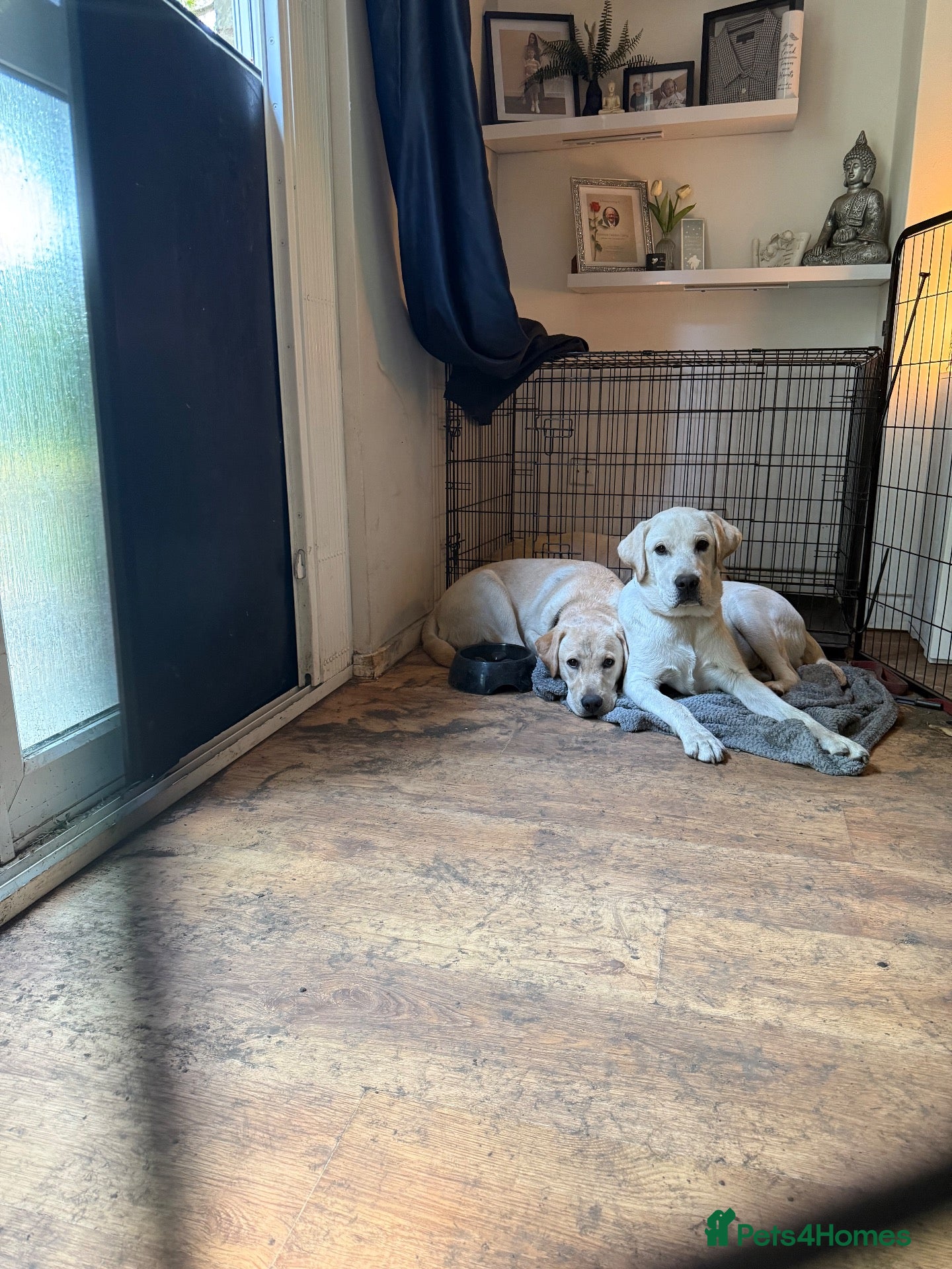 Labrador Retriever dogs Little Hugo  - Advert 2