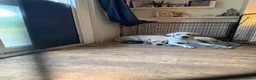 Labrador Retriever dogs for sale: Little Hugo  - Advert 1