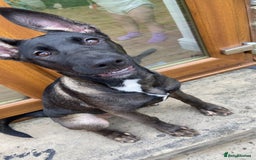Mixed Breed dogs for sale: Staffy x Akita x ridgeback Girl  - Image 5