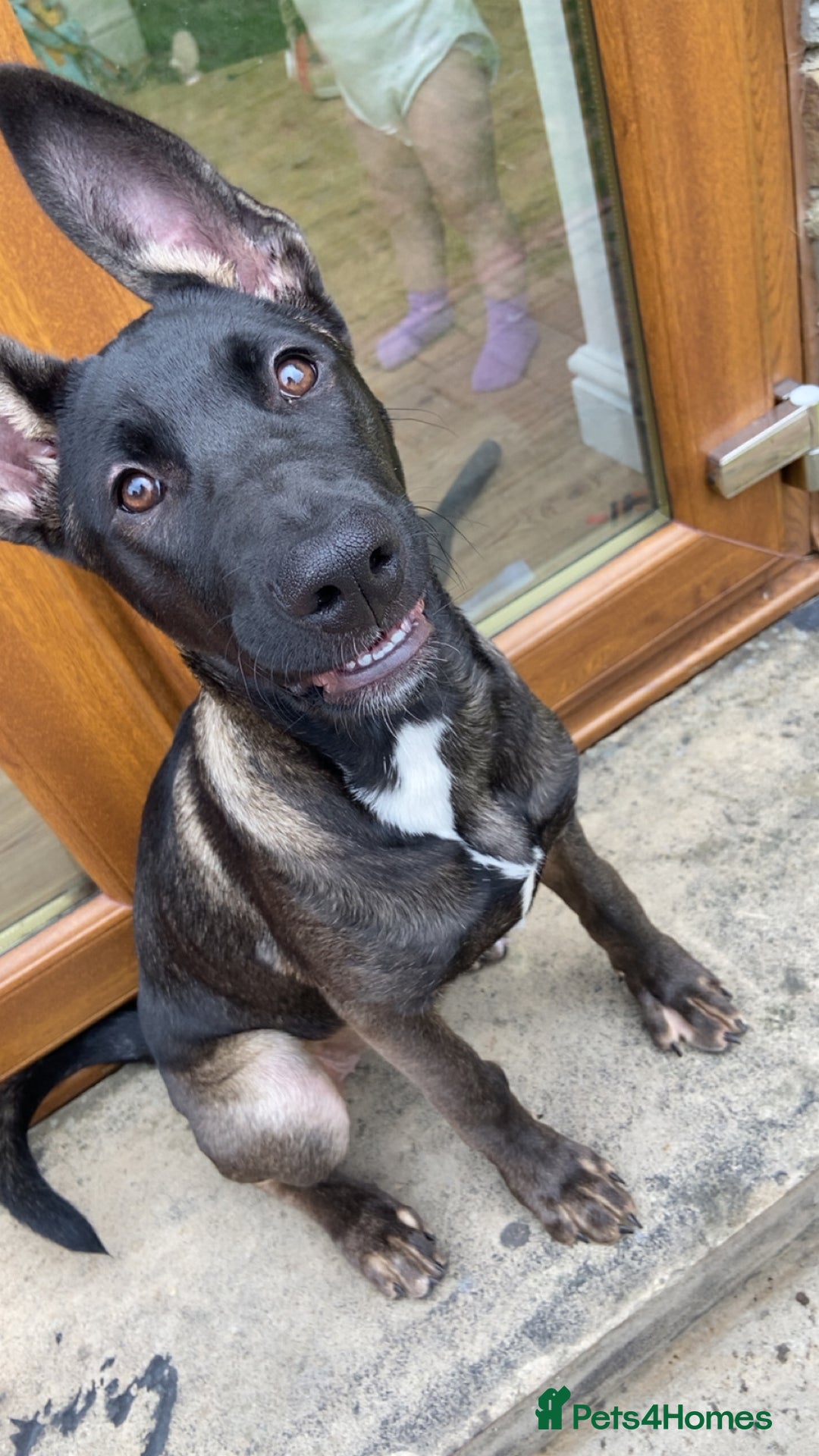 Mixed Breed dogs for sale: Staffy x Akita x ridgeback Girl  - Image 5