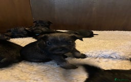 Schnauzer dogs for sale: KC reg health tested P/S standard schnauzers - Image 6