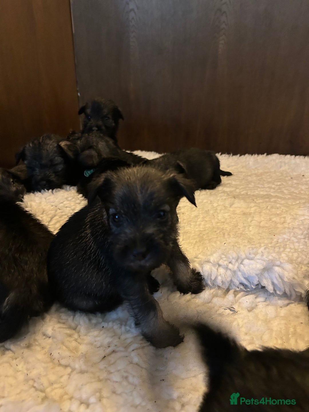 Schnauzer dogs for sale: KC reg health tested P/S standard schnauzers - Image 6