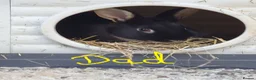 Mixed Breed rabbits for sale: 7 baby rabbits and a 12 month old male (dad!) - Advert 12