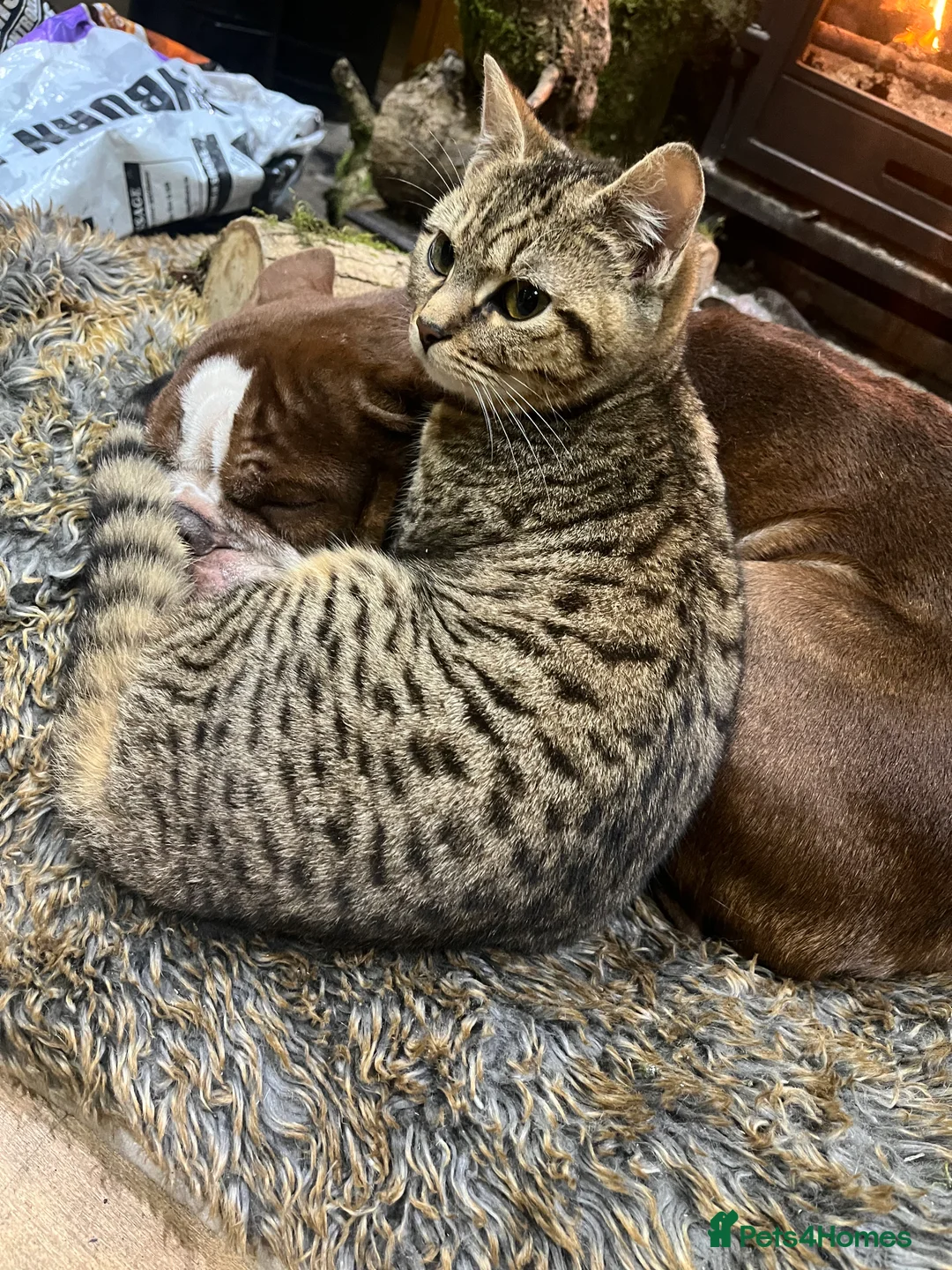 Bengal cats for sale: Bengal kittens  - Advert 2