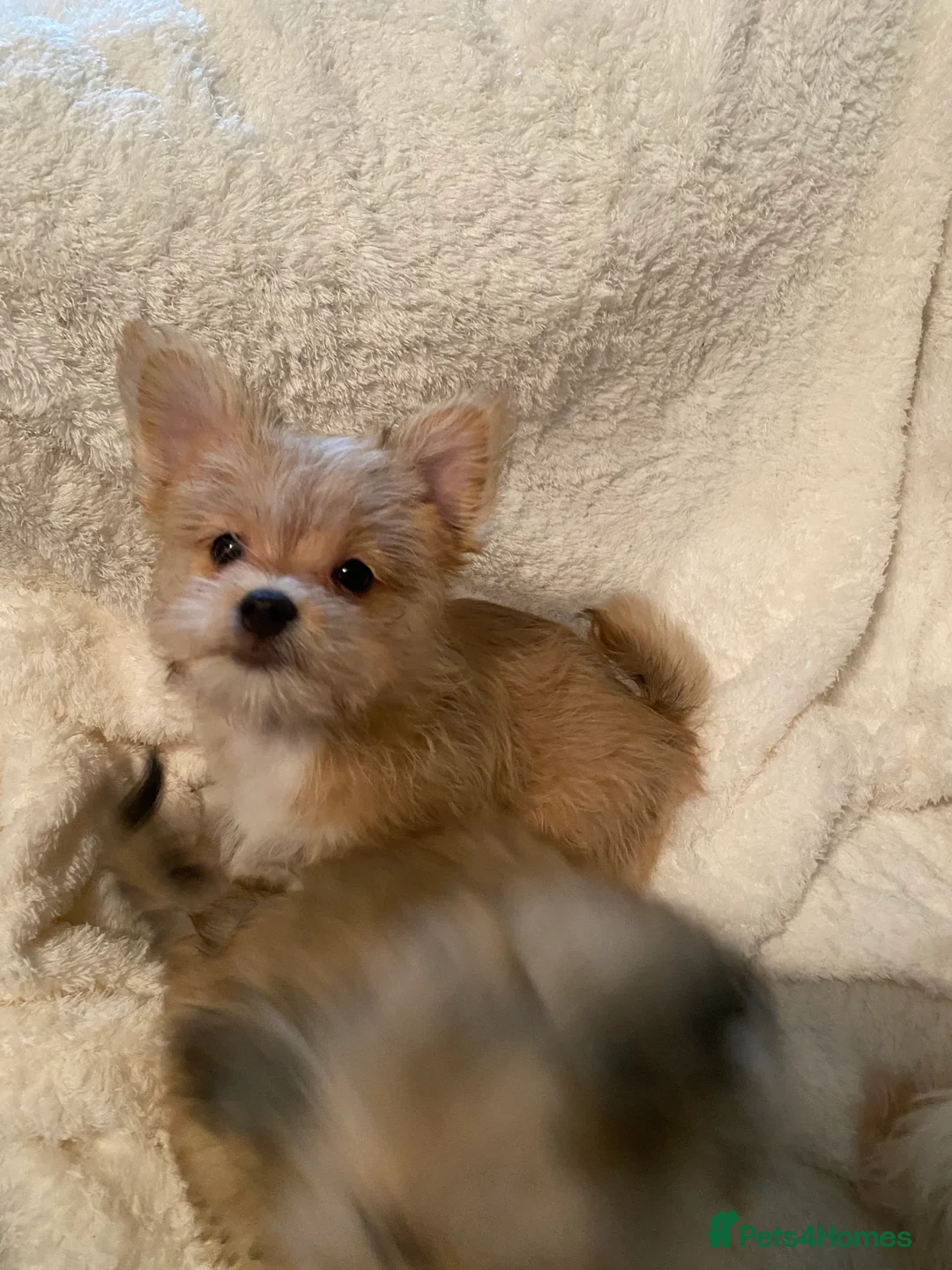 Mixed Breed dogs for sale: Ready to go! Unique mix - Maltese x JackChi Pups - Advert 16