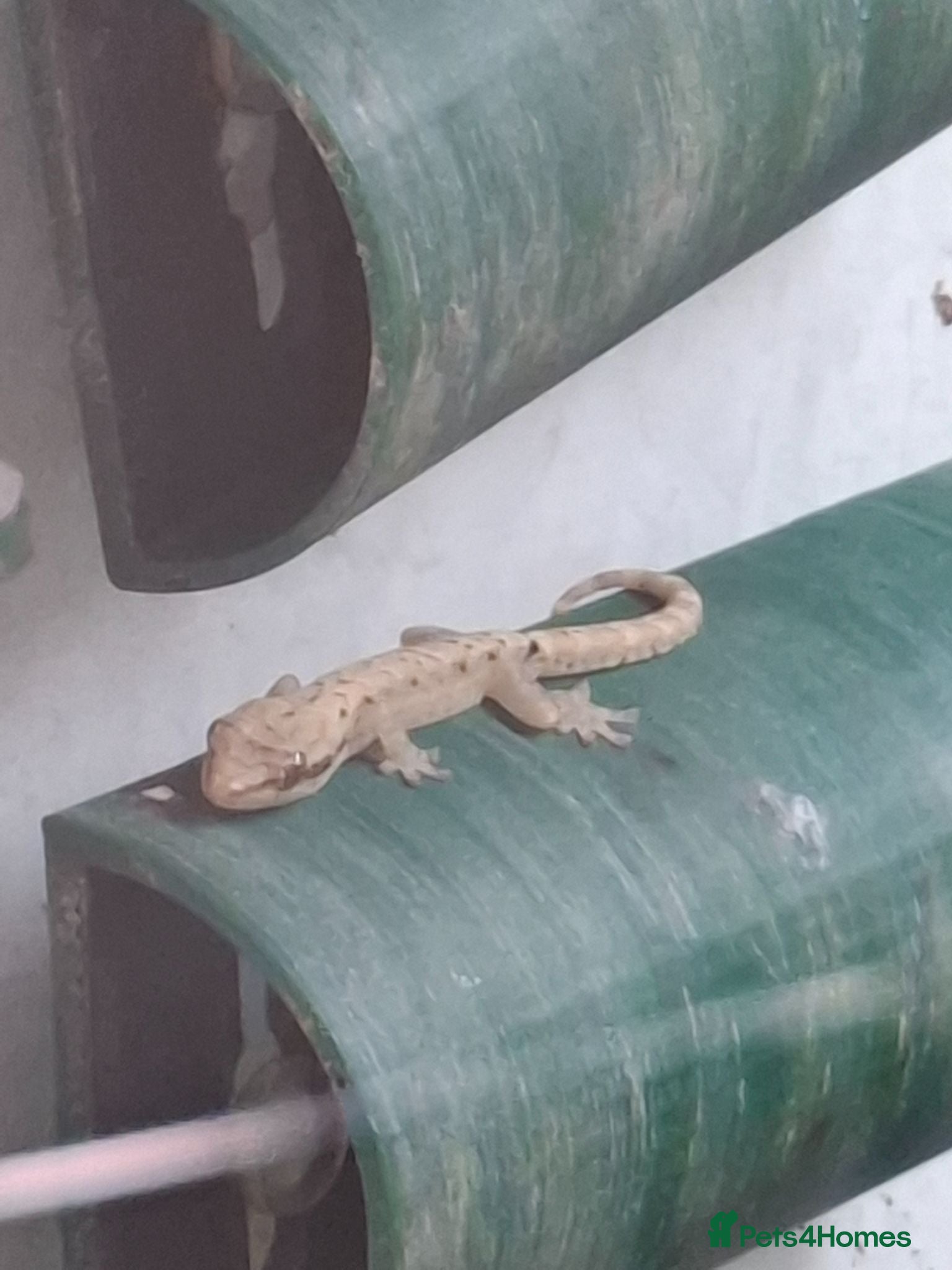Gecko reptiles Mourning gecko babies - Advert 2