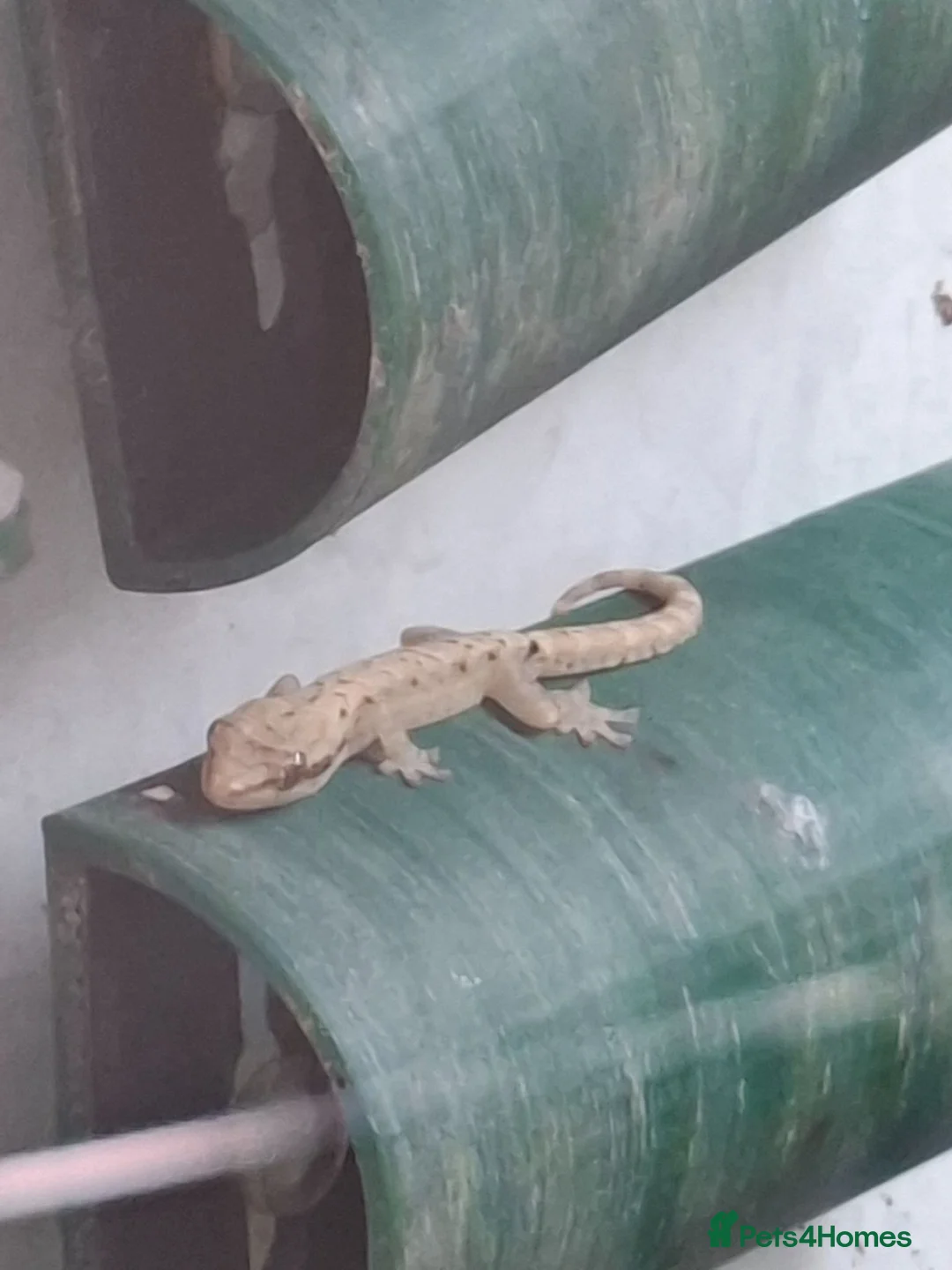Gecko reptiles for sale: Mourning gecko babies - Advert 1