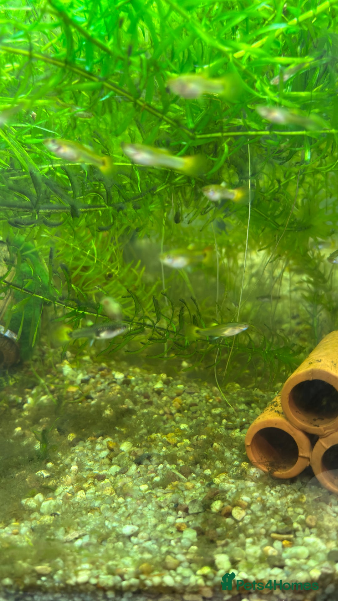 Live Bearers fish for sale: Guppies (Mixed gender and age) - Advert 3