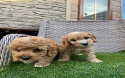 Cockapoo dogs for sale: F1 pra clear Cockapoos  - Advert 8