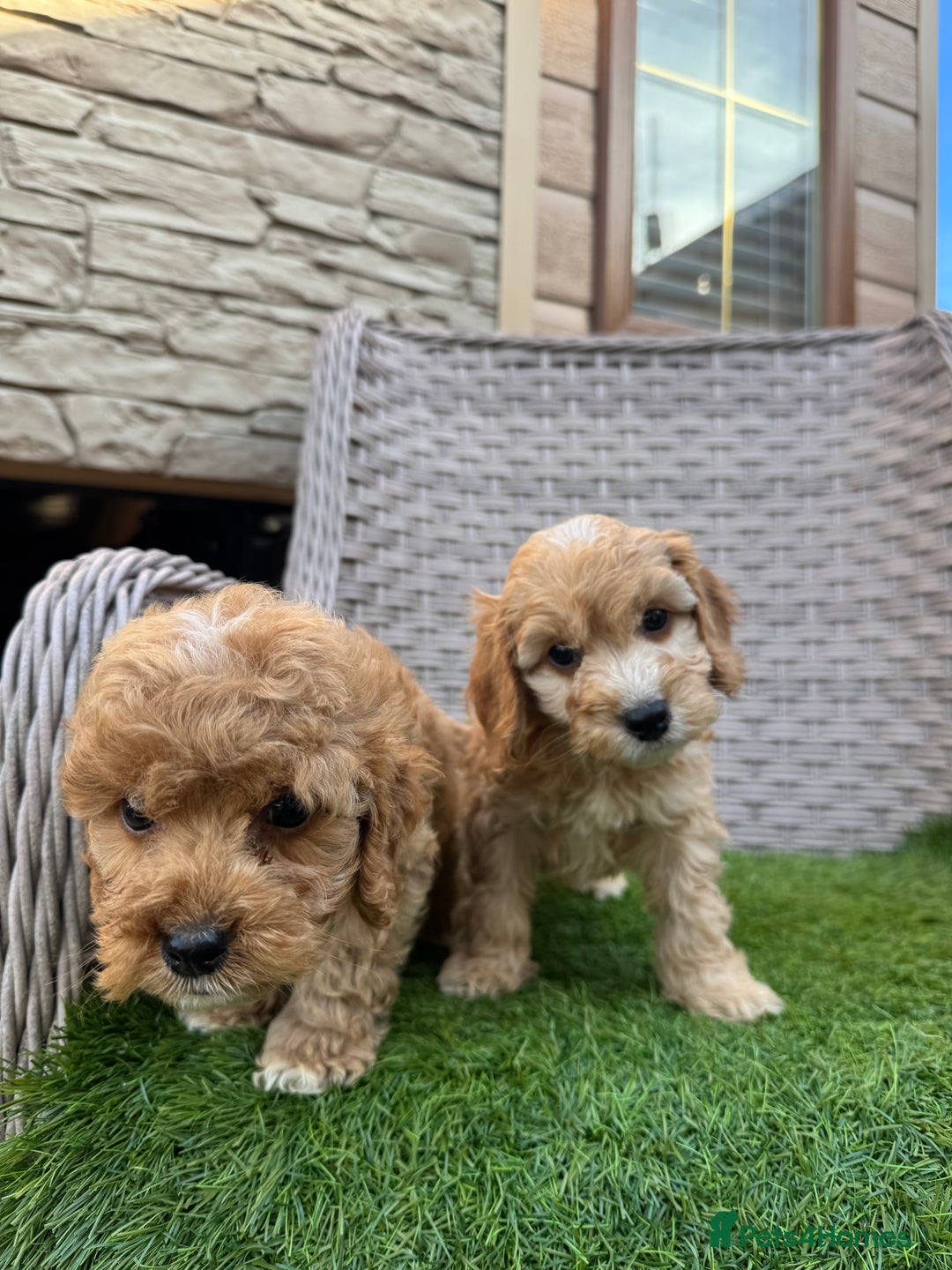 Cockapoo dogs for sale: F1 pra clear Cockapoos  - Advert 8