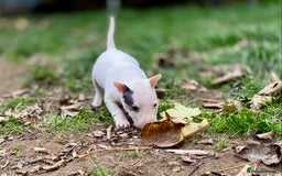 English Bull Terrier dogs for sale: English bull terrier puppy’s  - Image 9