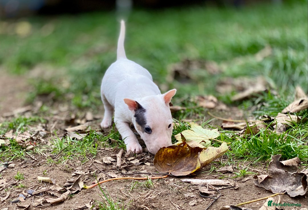 English Bull Terrier dogs for sale: English bull terrier puppy’s  - Image 9