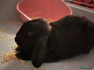 Mixed Breed rabbits - Advert 1