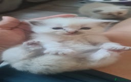 Ragdoll cats for sale: Pure ragdoll kittens - Image 12