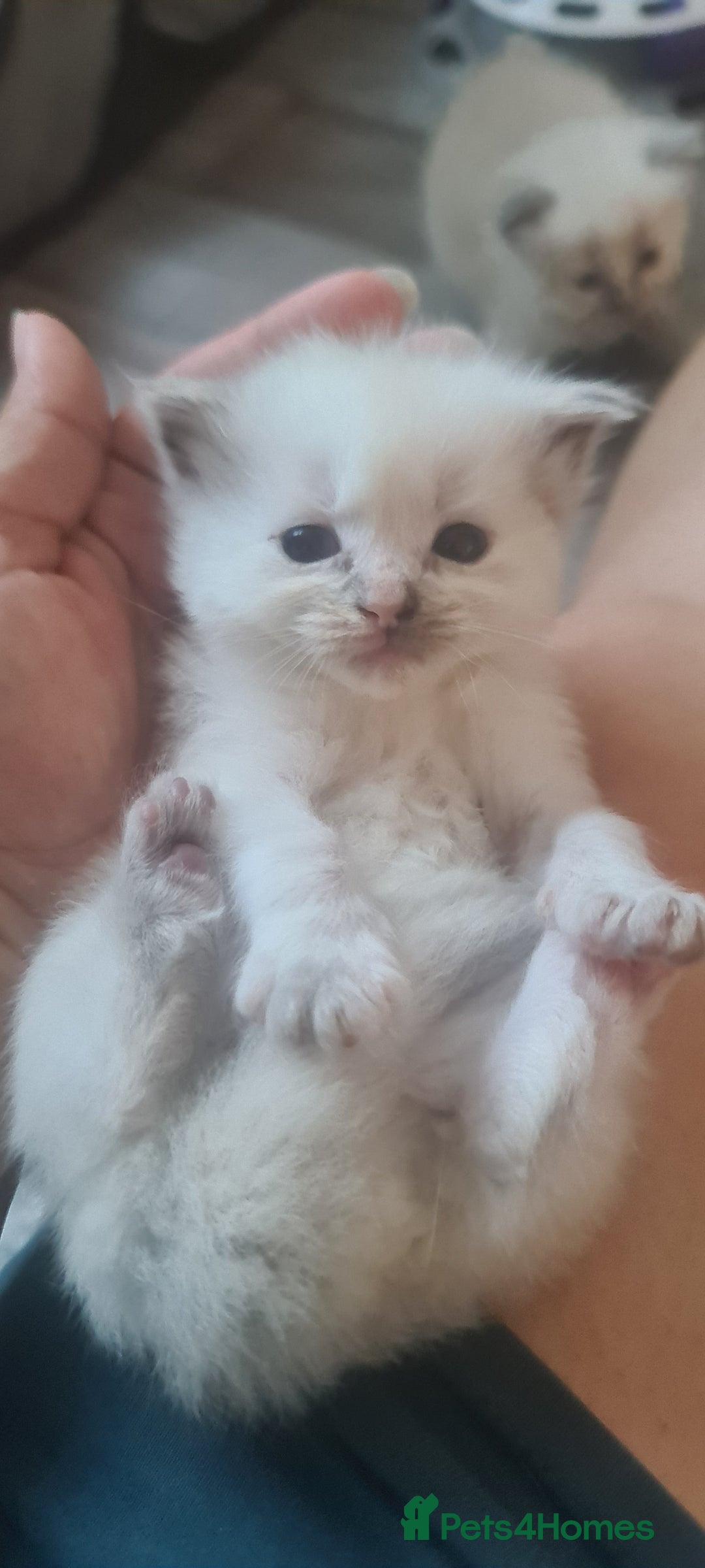 Ragdoll cats for sale: Pure ragdoll kittens - Image 12