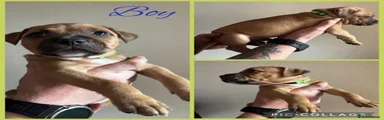 Staffordshire Bull Terrier 2