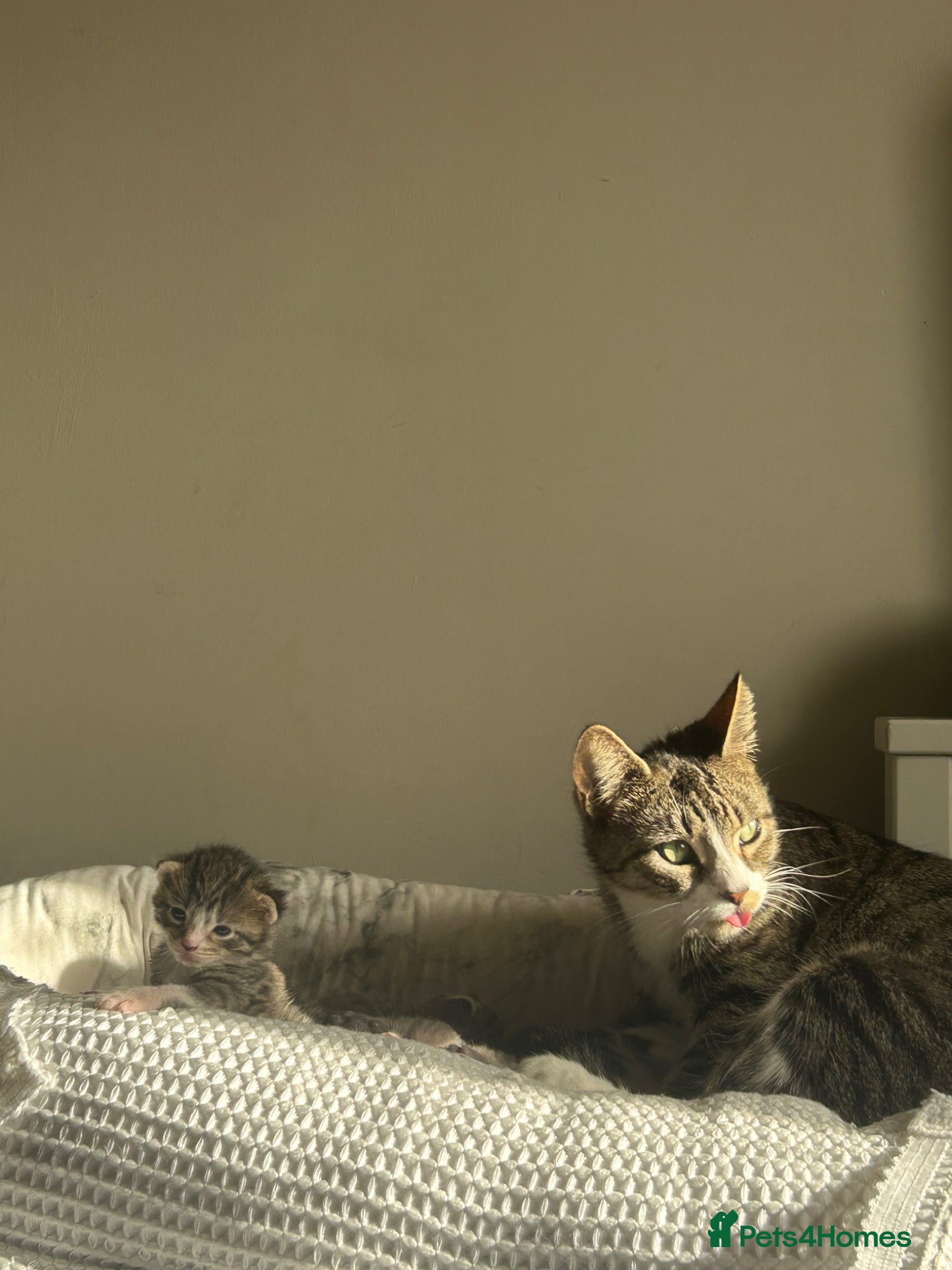 Mixed Breed cats for sale: 4 bengal X kittens in Brixham - Advert 5