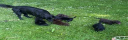 Flat coated Retriever dogs for sale: Gorgeous liver and black Flatcoat Retrievers - Advert 28