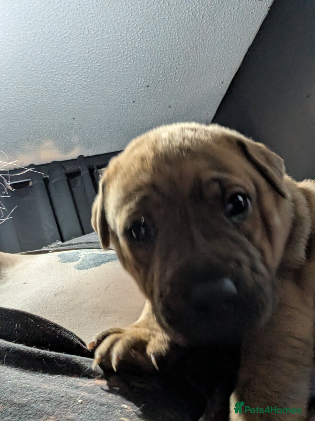 Mixed Breed dogs for sale: Shar pei cross cane corso - Advert 12
